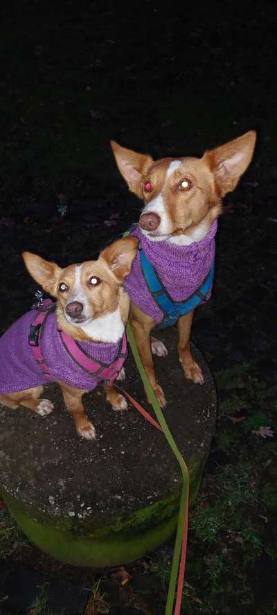 Seltene Rassen!-Beitrag-Bild