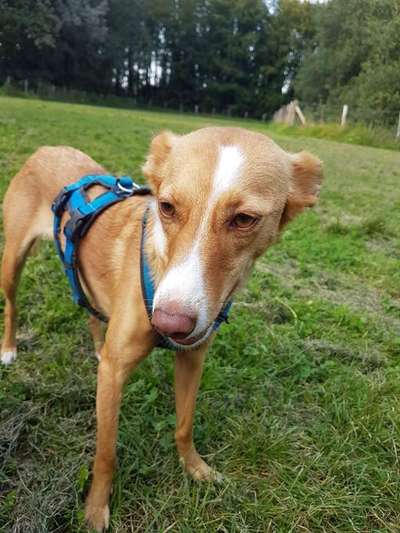 Der Gewichts-Thread-Beitrag-Bild