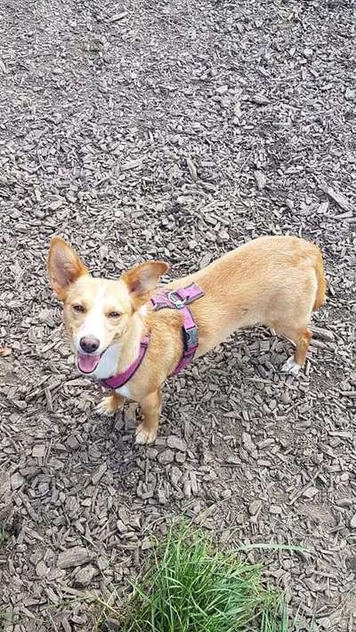 Der Gewichts-Thread-Beitrag-Bild