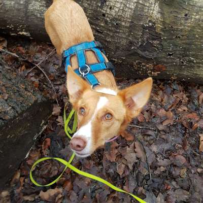 Der Gewichts-Thread-Beitrag-Bild