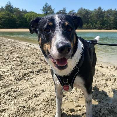 Hundetreffen-Gassifreundin gesucht!-Bild