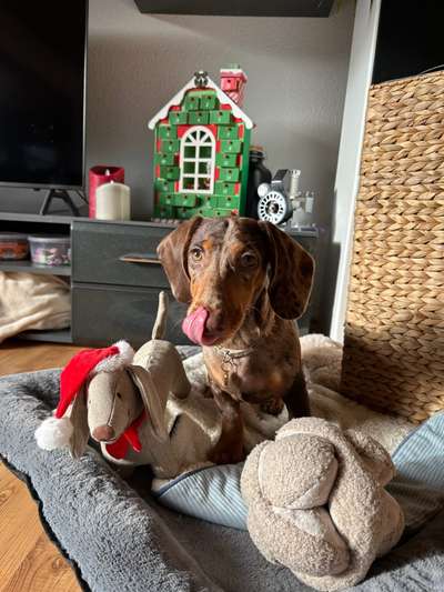 Hundetreffen-Dackelfreunde oder Hundefreunde gesucht🐕-Bild