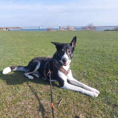 Hundetreffen-Gemeinsame Gassirunden in Soest und Umgebung-Bild