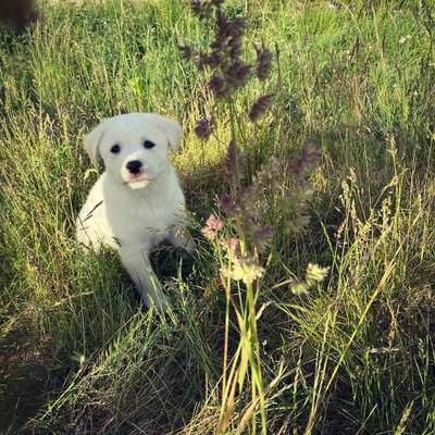 Als Welpen sind sie alle noch süßer-Beitrag-Bild