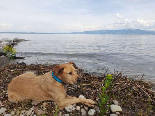 Ungarischer Drahthaar Vizsla-Beitrag-Bild