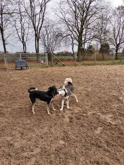 Dogorama Photo Challenge - Spielgesicht-Beitrag-Bild