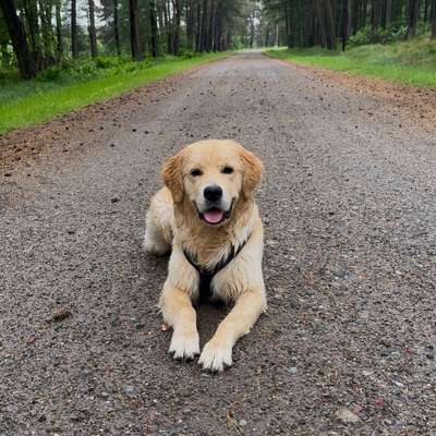 Hundetreffen-Suche Hundefreunde zum Spazieren und Spielen-Bild