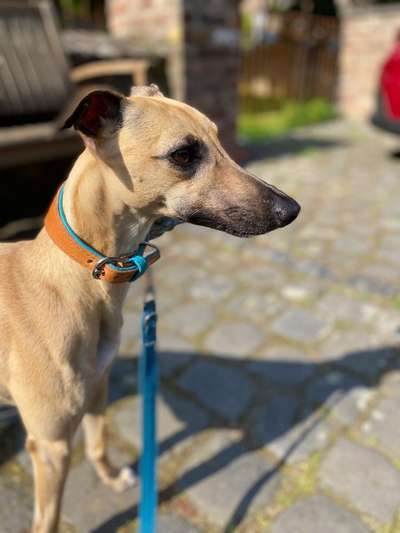 Windhundtreffen - PLZ-Beitrag-Bild