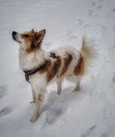 TierschutzhundeStammtisch🐕-Beitrag-Bild