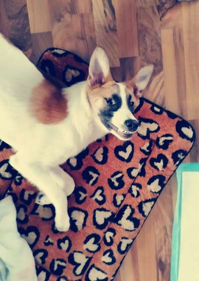 CHALLENGE NR. 19 - Der Hundeblick-Beitrag-Bild