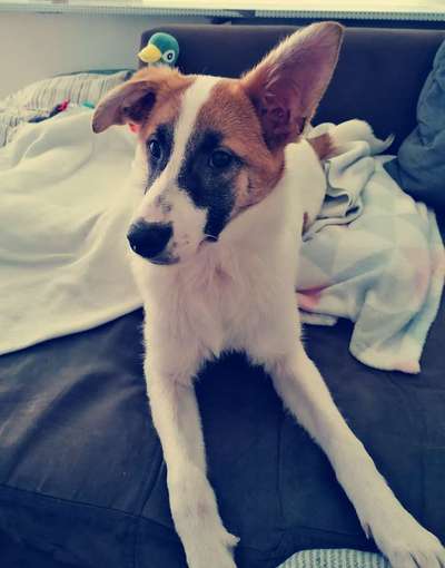 Hunde vom Tierschutzverein 🐕♥️-Beitrag-Bild