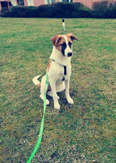 Welpen Bilder !-Beitrag-Bild