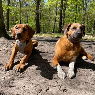 Hundetreffen-Reinickendorf: Welpen/Junghunde-Bild