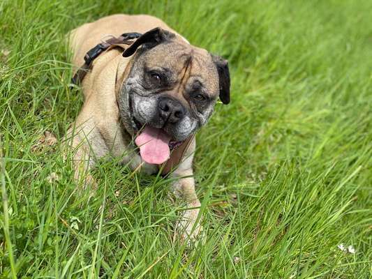 Dein Hund im Dogorama-Kalender 2021-Beitrag-Bild