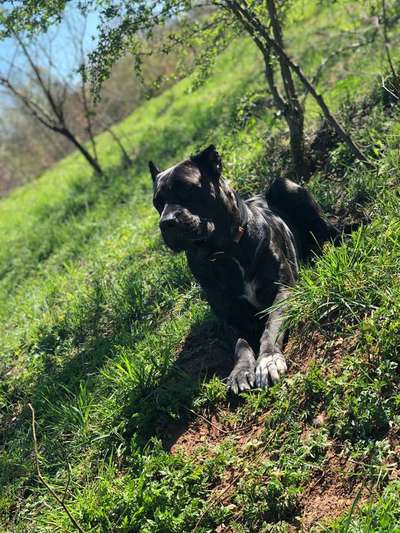 Dein Hund im Dogorama-Kalender 2021-Beitrag-Bild