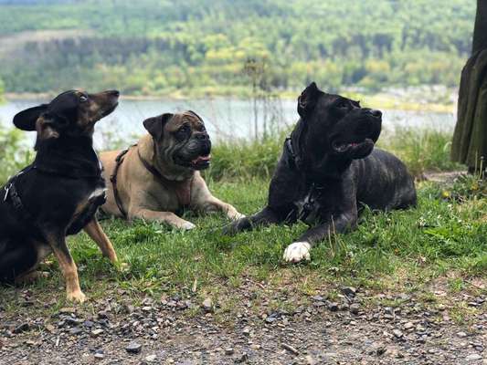 Dein Hund im Dogorama-Kalender 2021-Beitrag-Bild