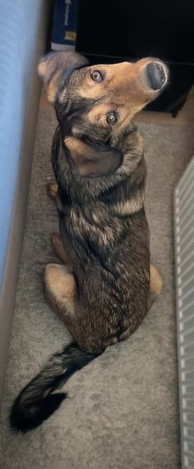 Dogorama Photo Challenge - Hundeblick zum hinschmelzen-Beitrag-Bild