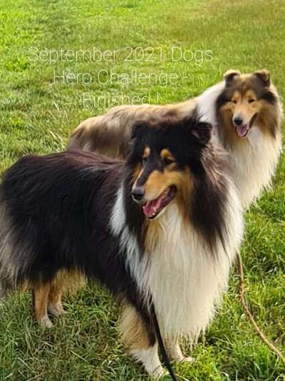 Langhaar Collies-Beitrag-Bild