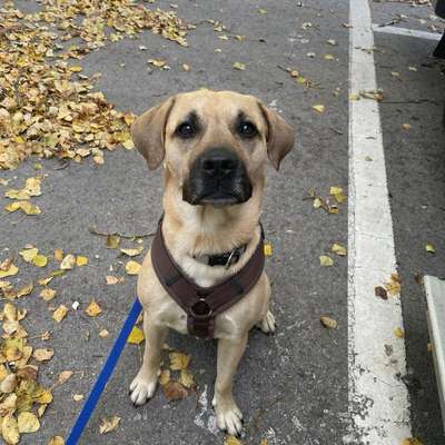 Hundetreffen-Hundekumpel für regelmäßige Treffen gesucht