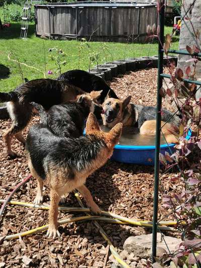 Foto-Challenge Nr. 90: Lebensfreude-Beitrag-Bild