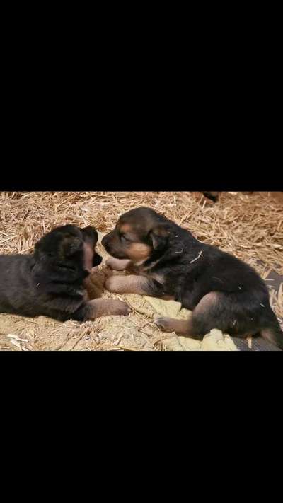 Foto-Challenge Nr. 90: Lebensfreude-Beitrag-Bild