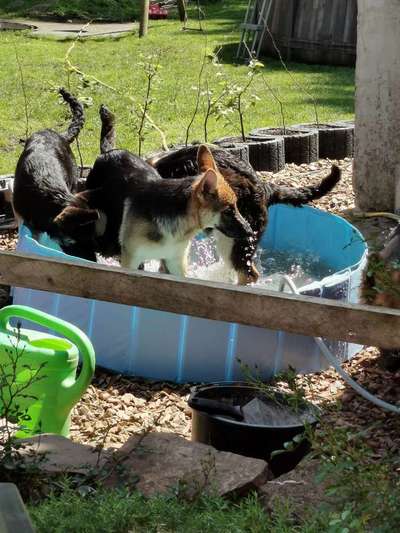 Foto-Challenge Nr. 90: Lebensfreude-Beitrag-Bild