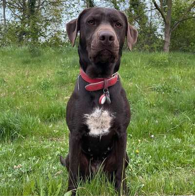 Hundetreffen-Toberunde-Bild