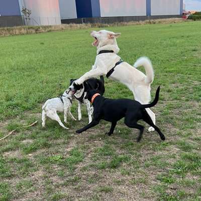 Hundetreffen-Gassi-/Spielrunden-Bild