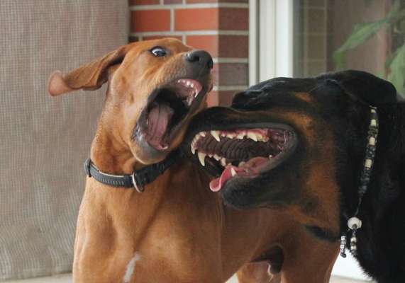 Welpen Bilder !-Beitrag-Bild