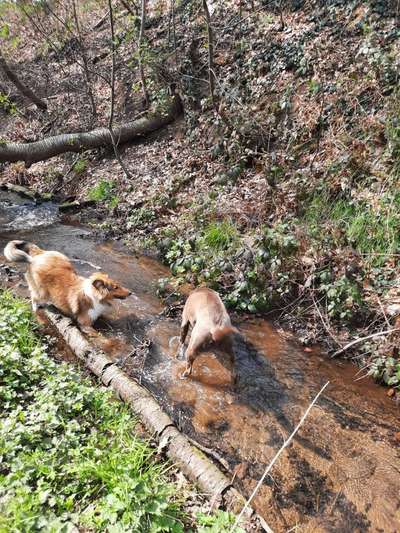 Dogorama-Monats-Challenge-Mai "Wasser"-Beitrag-Bild