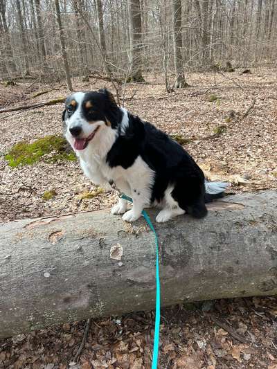 Gassi-Services-Alina-Bild