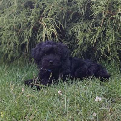 Hundetreffen-Welpentreff am Harz-Bild