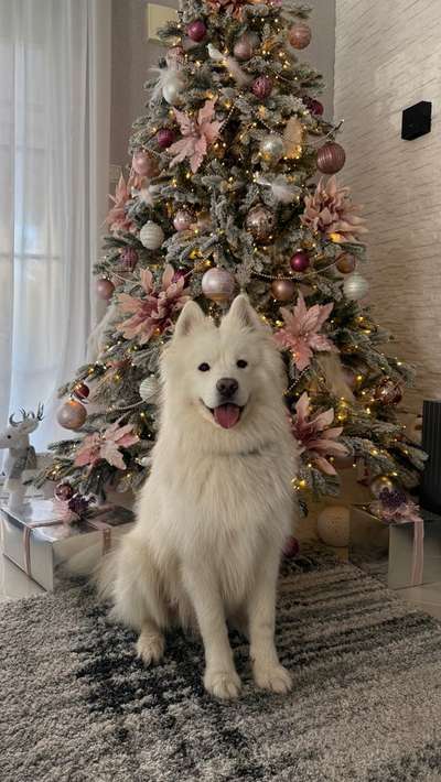 Samojede Besitzer-Beitrag-Bild