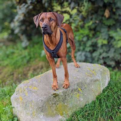 Hundeschulen-Black Dog-Bild