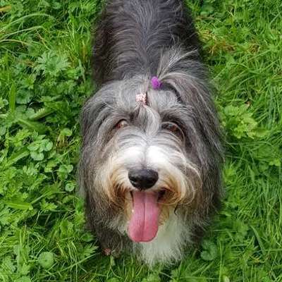 Hundetreffen-Bearded hündin sucht beardie zum toben-Bild