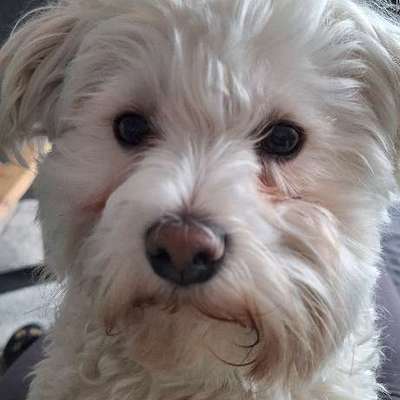 Hundetreffen-Sozial verträgliche hunde und Menschen gesucht-Bild