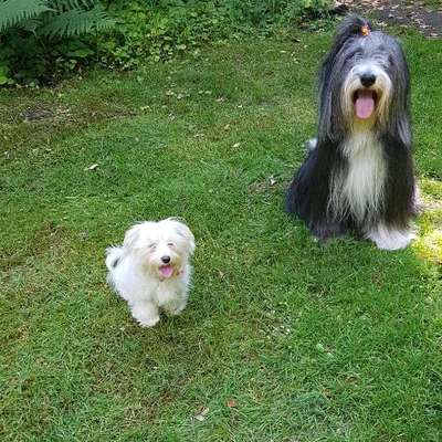 Maltipoo Freunde-Beitrag-Bild