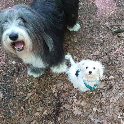 Großer oder kleiner Hund ?-Beitrag-Bild