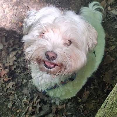 Maltipoo Freunde-Beitrag-Bild