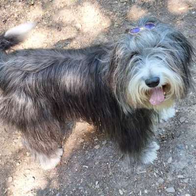 Bearded Collie hier?-Beitrag-Bild