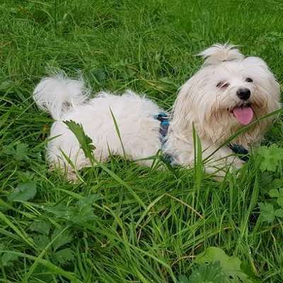 Hundetreffen-Maltipoo sucht pflegestelle-Bild