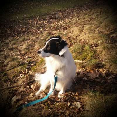 Die Dogorama Kalender Challenge Teil 1/4-Beitrag-Bild