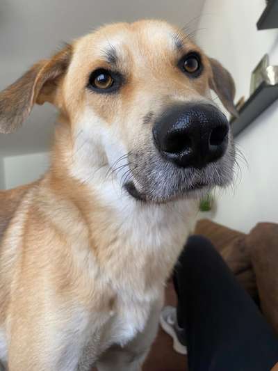 Hundetreffen-Gemeinsame Gassirunden-Bild