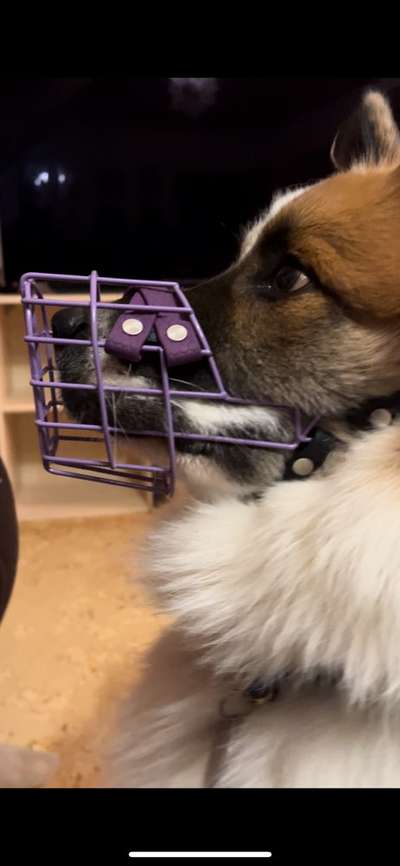 Wie sitzt mein Maulkorb / Maulkorb-Beratung-Beitrag-Bild