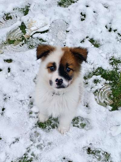 Wie seid ihr zu eurem Welpen gekommen?-Beitrag-Bild