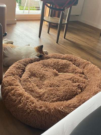 Zu viel Geschiss (Getue) um den Hund?-Beitrag-Bild