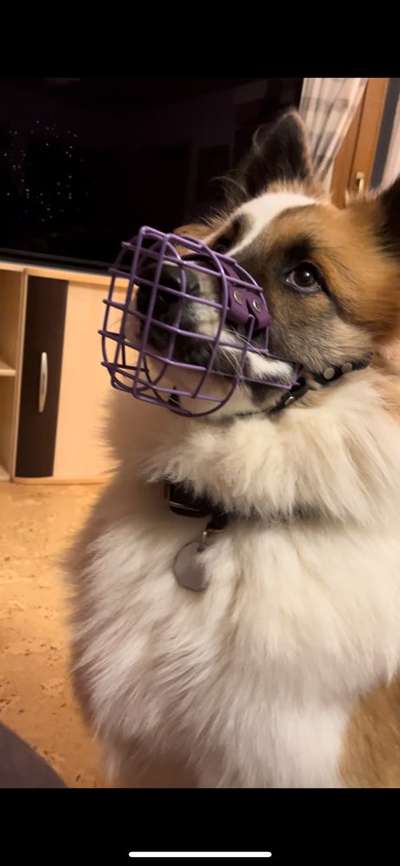 Wie sitzt mein Maulkorb / Maulkorb-Beratung-Beitrag-Bild