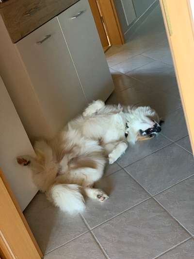 Überdrehter Junghund-Beitrag-Bild