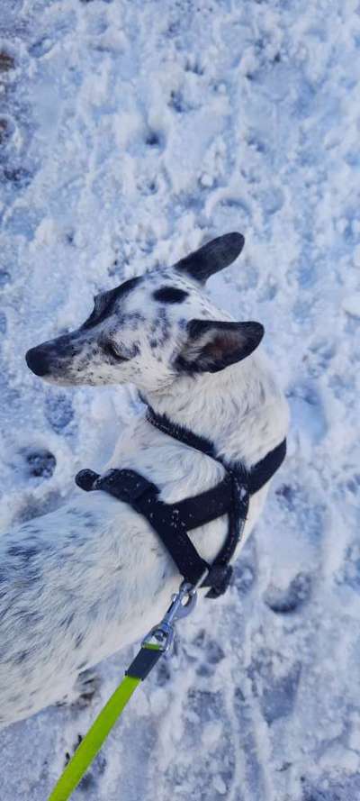 Lustige Merkmale am Hund - Fellzeichnungen :)-Beitrag-Bild