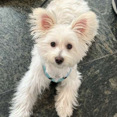 Hundetreffen-Welpen Spiel und Gassi Partnerin gesucht-Bild